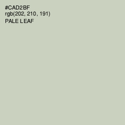 #CAD2BF - Pale Leaf Color Image