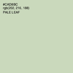 #CAD8BC - Pale Leaf Color Image