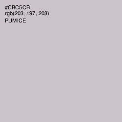 #CBC5CB - Pumice Color Image