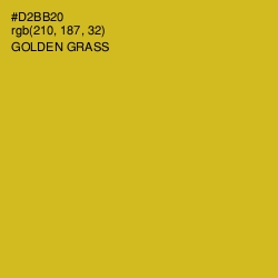 #D2BB20 - Golden Grass Color Image