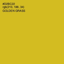 #D2BC22 - Golden Grass Color Image