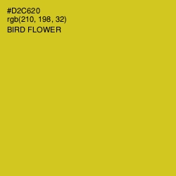 #D2C620 - Bird Flower Color Image