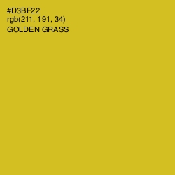 #D3BF22 - Golden Grass Color Image