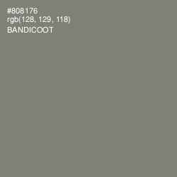 #808176 - Bandicoot Color Image