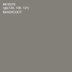 #818079 - Bandicoot Color Image