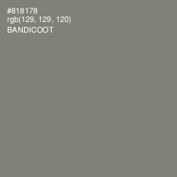 #818178 - Bandicoot Color Image