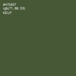 #475837 - Kelp Color Image