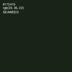 #172416 - Seaweed Color Image