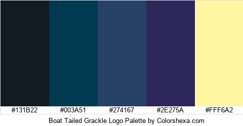 Boat Tailed Grackle Logo Colors Logo