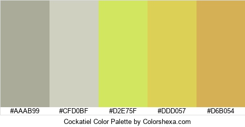 Cockatiel Color Colors Logo