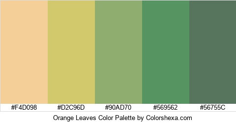 Orange Leaves Color Colors Logo