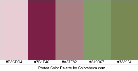 Protea Color Colors Logo