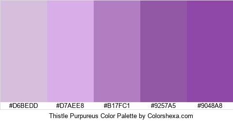 Thistle Purpureus Color Colors Logo