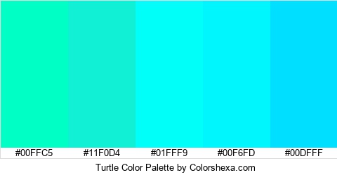 Turtle Color Colors Logo